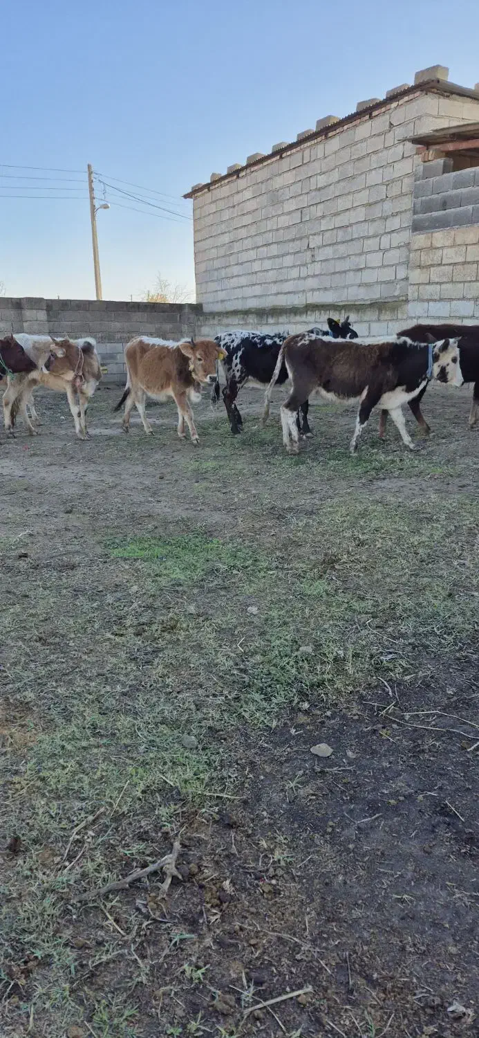 ۷ راس تلیسه قربانی نزاییده گوساله ماده گاو|حیوانات مزرعه|آق قلا, |دیوار