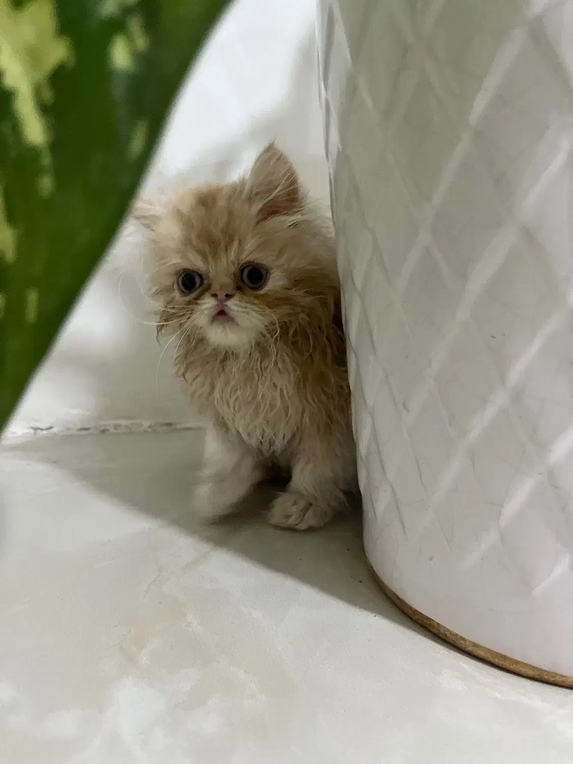 گربه|گربه|گنبد کاووس, |دیوار