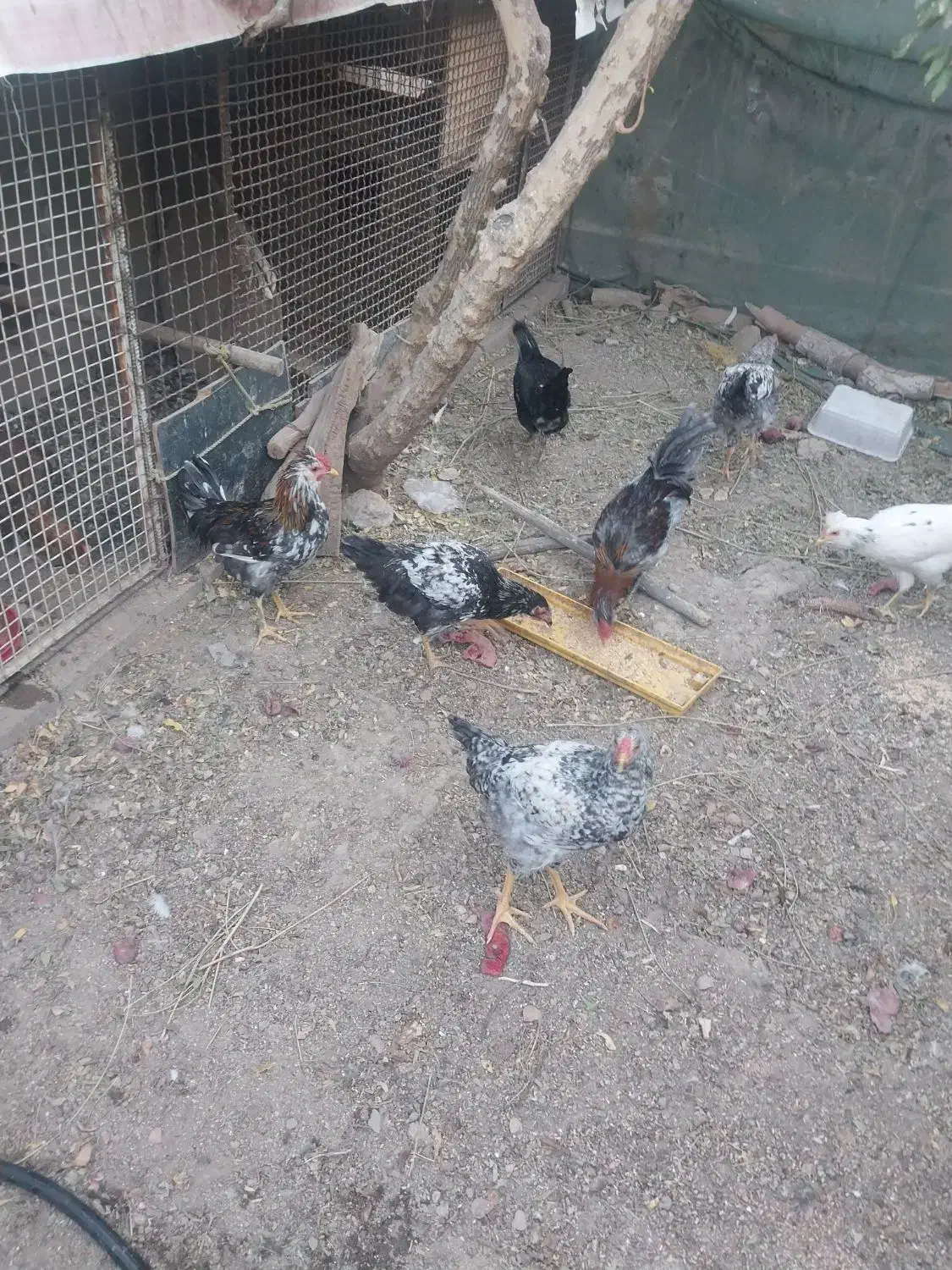 مرغ لاری وگلین|حیوانات مزرعه|پاکدشت, پاکدشت (مامازند)|دیوار