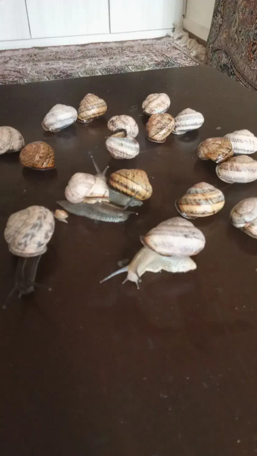 حلزون|خزنده|تهران, دولاب|دیوار