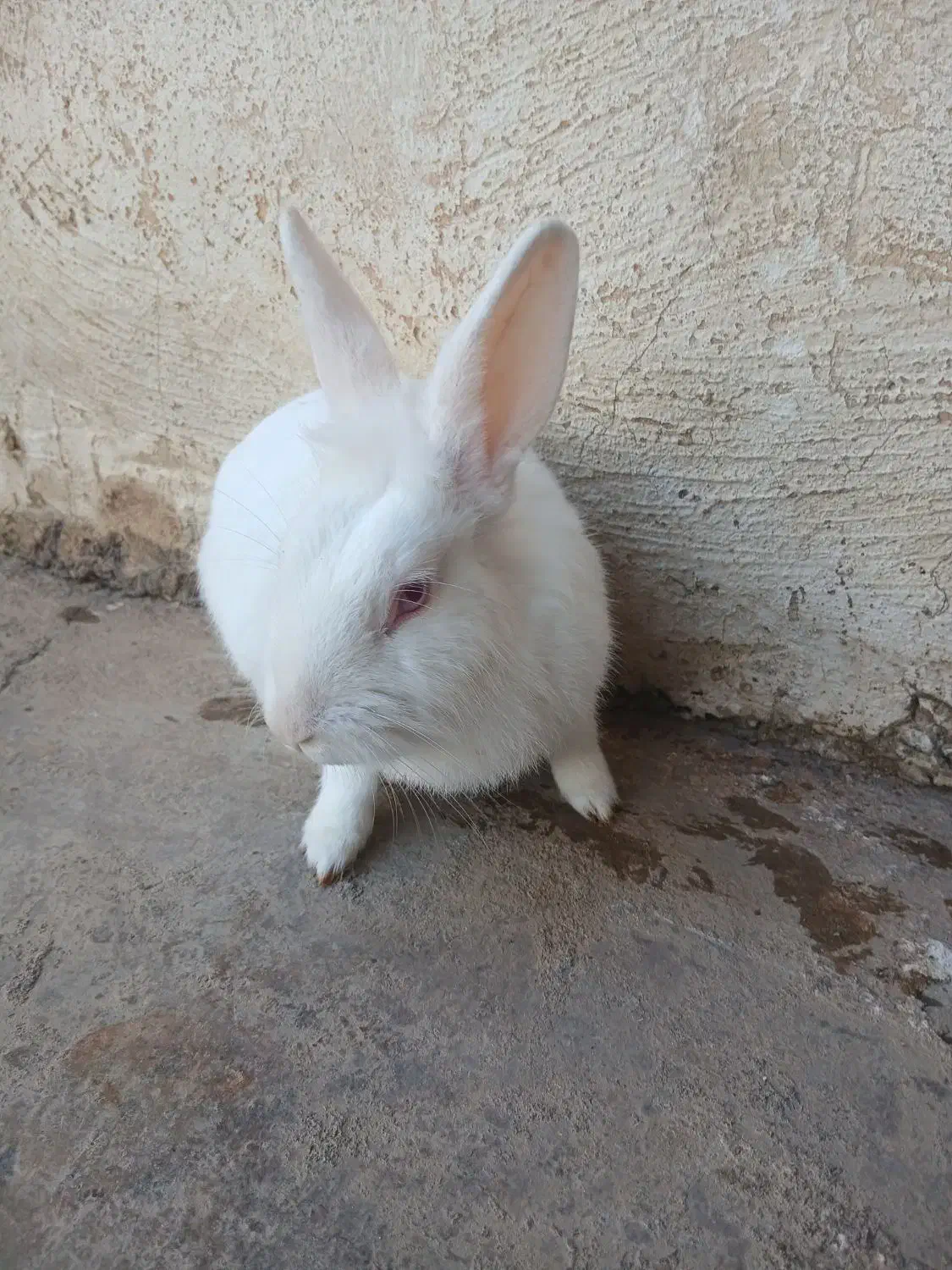 خرگوش سفید چشم شرابی|موش و خرگوش|مسجد سلیمان, |دیوار