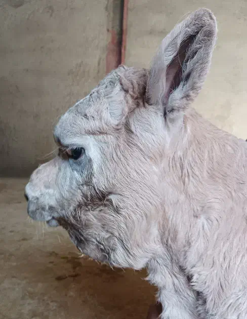 گوساله شاروله|حیوانات مزرعه|سرپل ذهاب, |دیوار