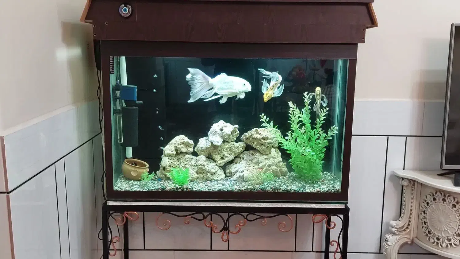 فروش آکواریوم با شیشه ضخیم ۱۰ میل کامل.(توافقی)|ماهی|دزفول, |دیوار