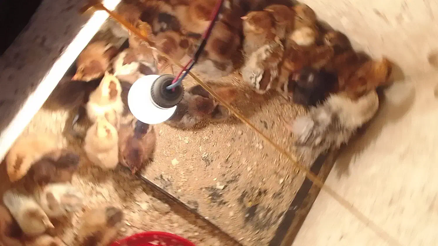 هندیخان خنوبی|حیوانات مزرعه|هندیجان, |دیوار