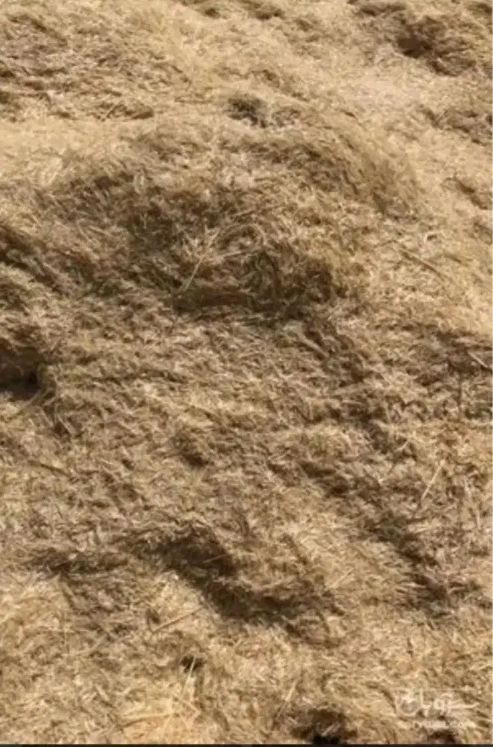 فروش سامان، کاه|لوازم جانبی حیوانات|کبودرآهنگ, |دیوار