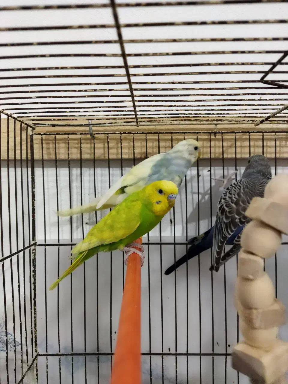 مرغ عشق ماده و نر جوجه و بالغ|پرنده|رشت, حمیدیان|دیوار