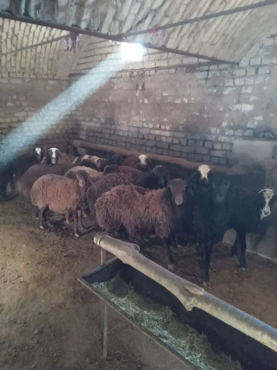 بره|حیوانات مزرعه|شازند, |دیوار