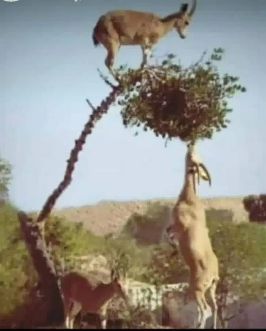 دنبال کار|فعالیت داوطلبانه|بهبهان, |دیوار