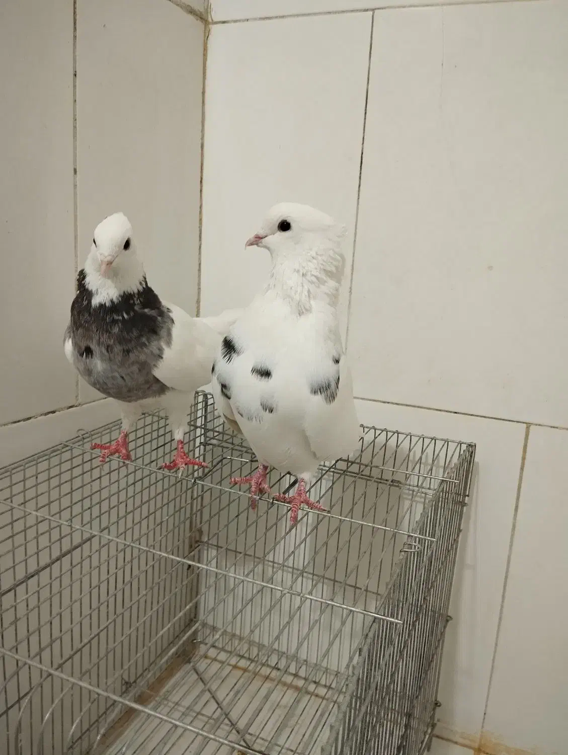 یجفت کبوتر طوقی نر و ماده کار داده و آماده جفتن|پرنده|اصفهان, مارچین|دیوار
