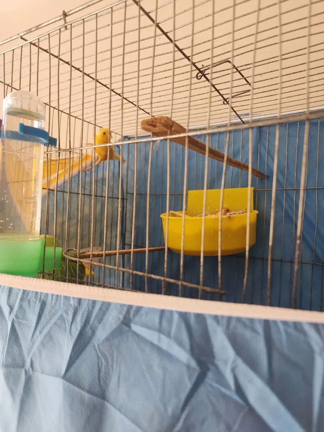 قناری نر و ماده بخون|پرنده|ساوه, |دیوار