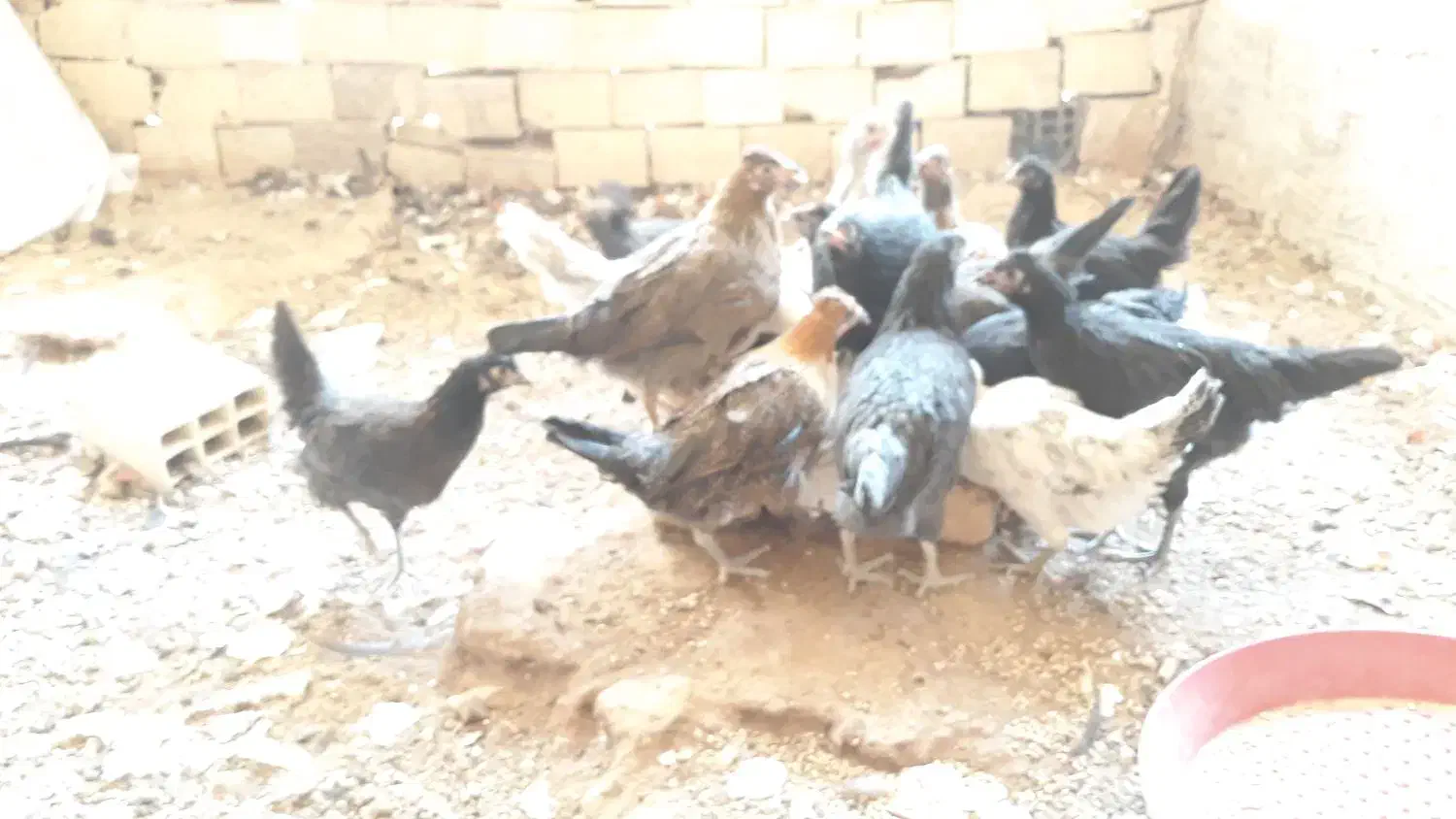 جوجه مرغ رسمی|حیوانات مزرعه|زارچ, |دیوار