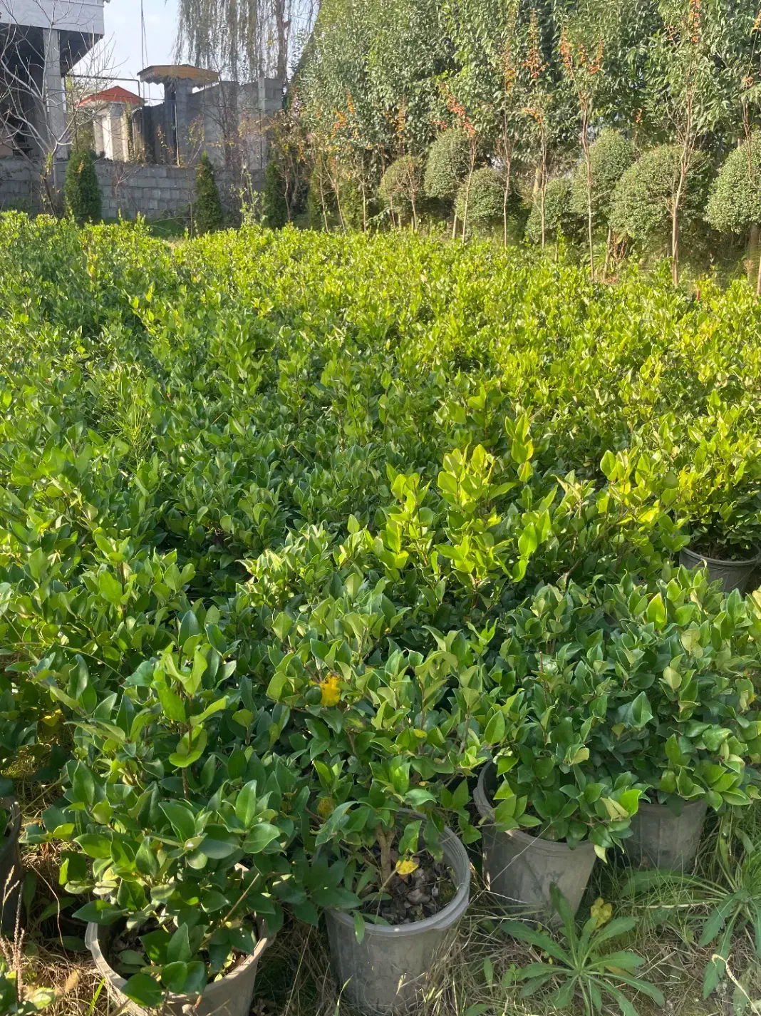 فروش ویژه انواع یاس و برگ نو با قیمت مناسب|گل و گیاه طبیعی|رودسر, |دیوار