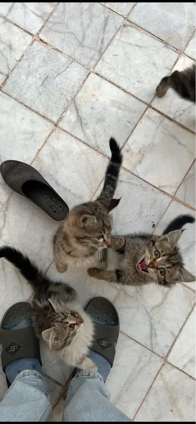 واگذاری سه عدد بچه گربه دو ماهه|گربه|یزد, |دیوار