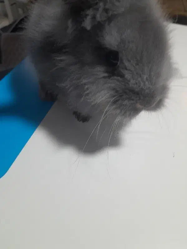 خرگوش|موش و خرگوش|قرچک, زیبا شهر|دیوار