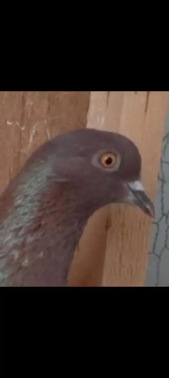 جوجه گمشده|حیوانات|رودسر, |دیوار