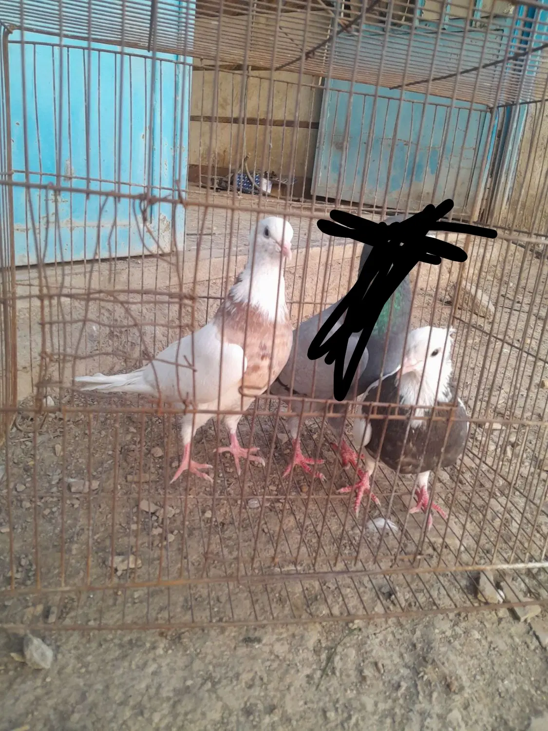کبوتر|پرنده|نکا, |دیوار