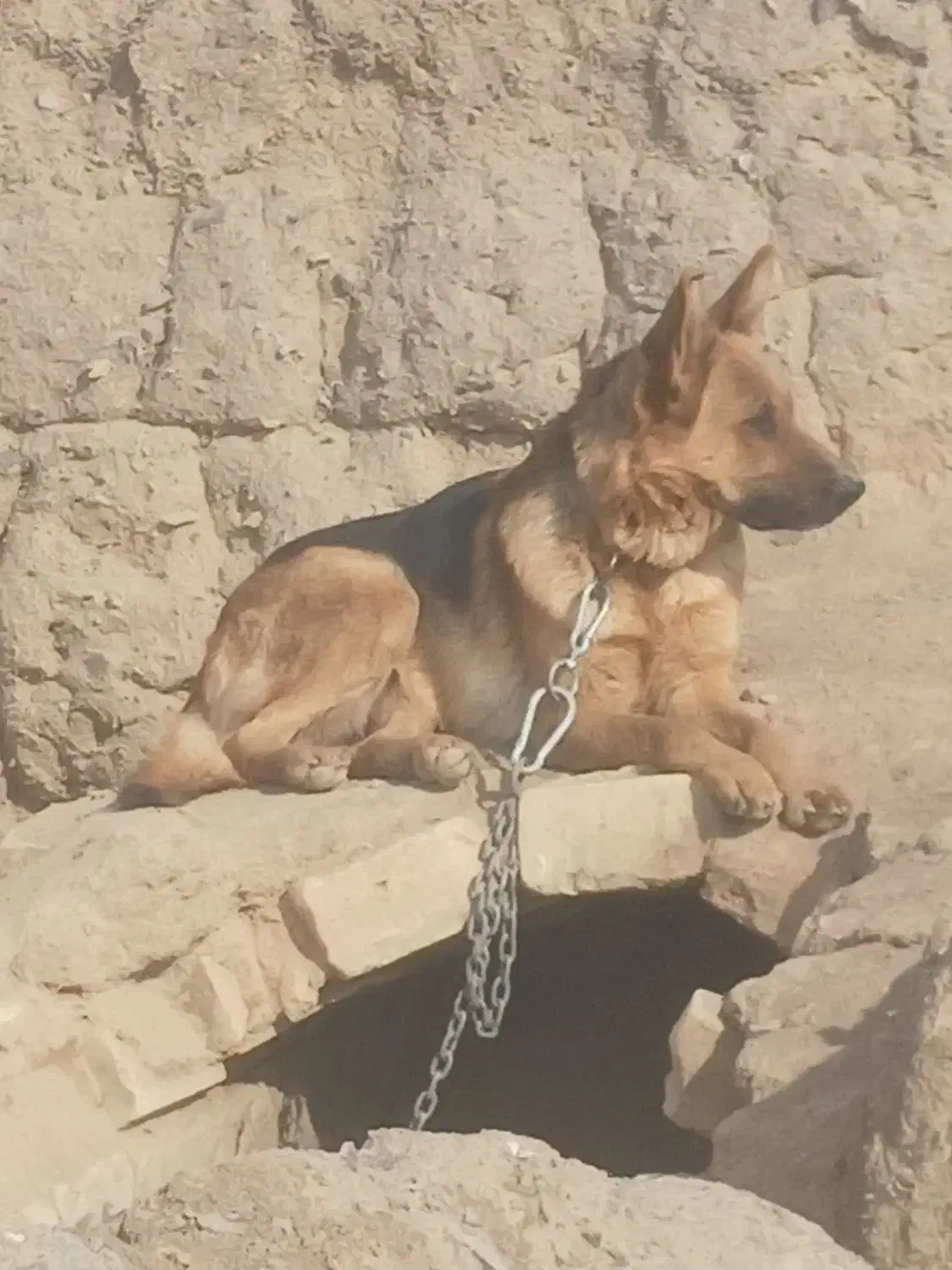 سگ‌ژ|سگ|کوهپایه, |دیوار