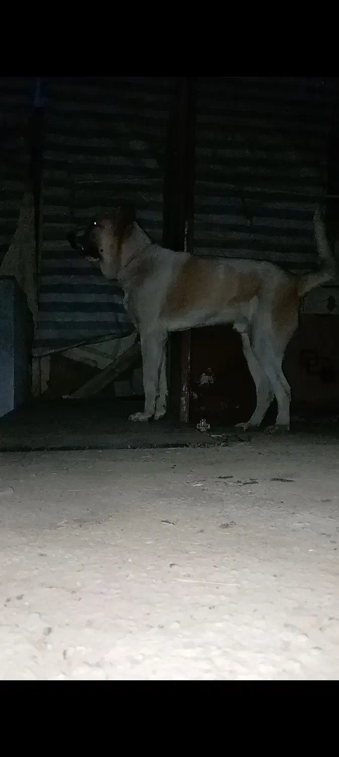 سگ سرابی/پژدر ۱۷ماهه|سگ|کرج, سی متری صنعتکاران|دیوار