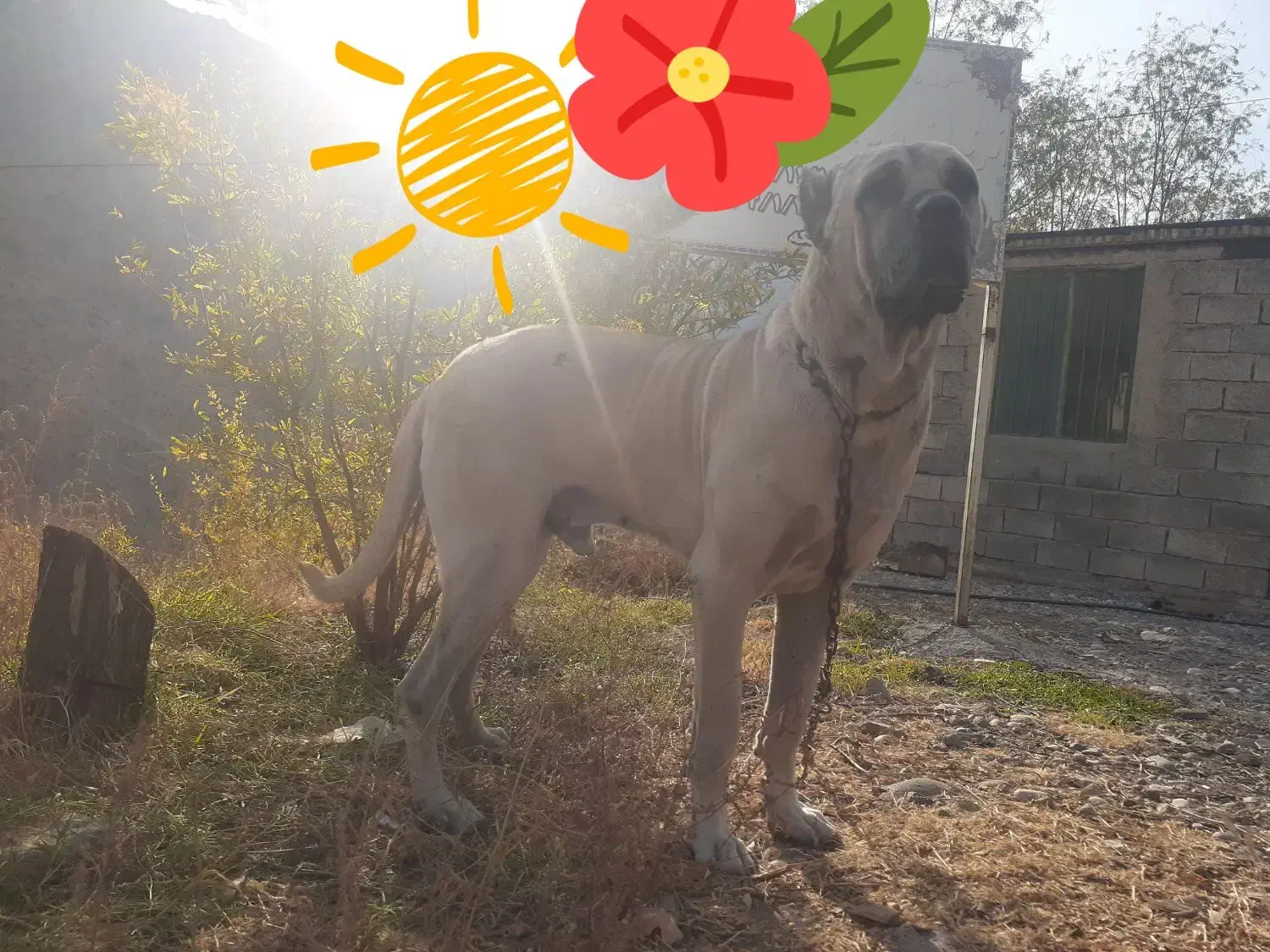 سگ سرابی|سگ|نسیم‌شهر, |دیوار