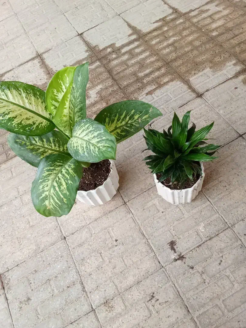 گل برای روز همسر|گل و گیاه طبیعی|بندر ماهشهر, |دیوار