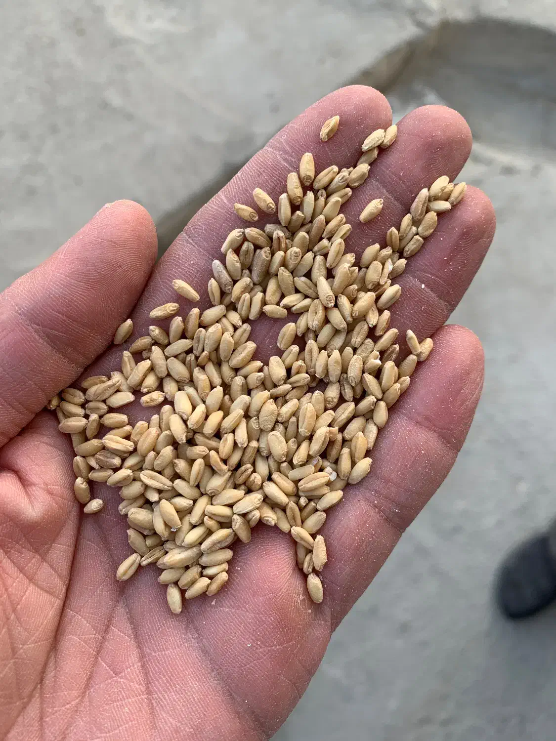 ۲ تن گندم بذری کوهدشت|خدمات باغبانی و درختکاری|آشخانه, |دیوار