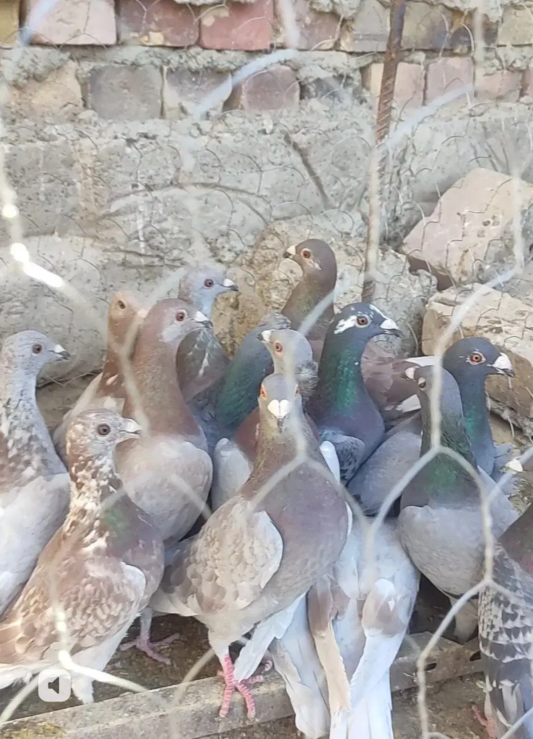 کبوتر.|پرنده|هامون, |دیوار