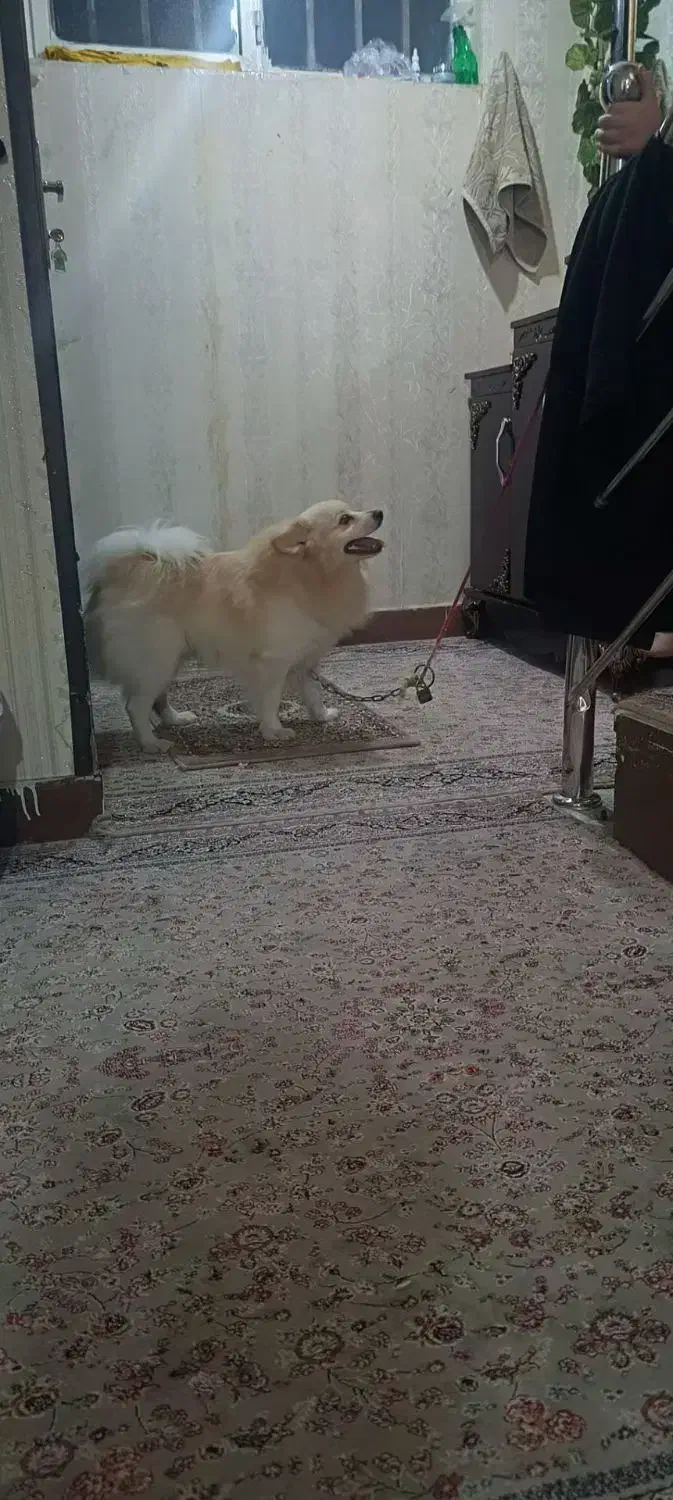 سگ نرخانگی|سگ|نورآباد, |دیوار