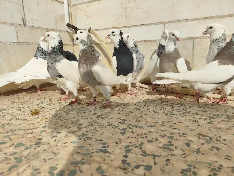 طوقی سرور|پرنده|مروست, |دیوار