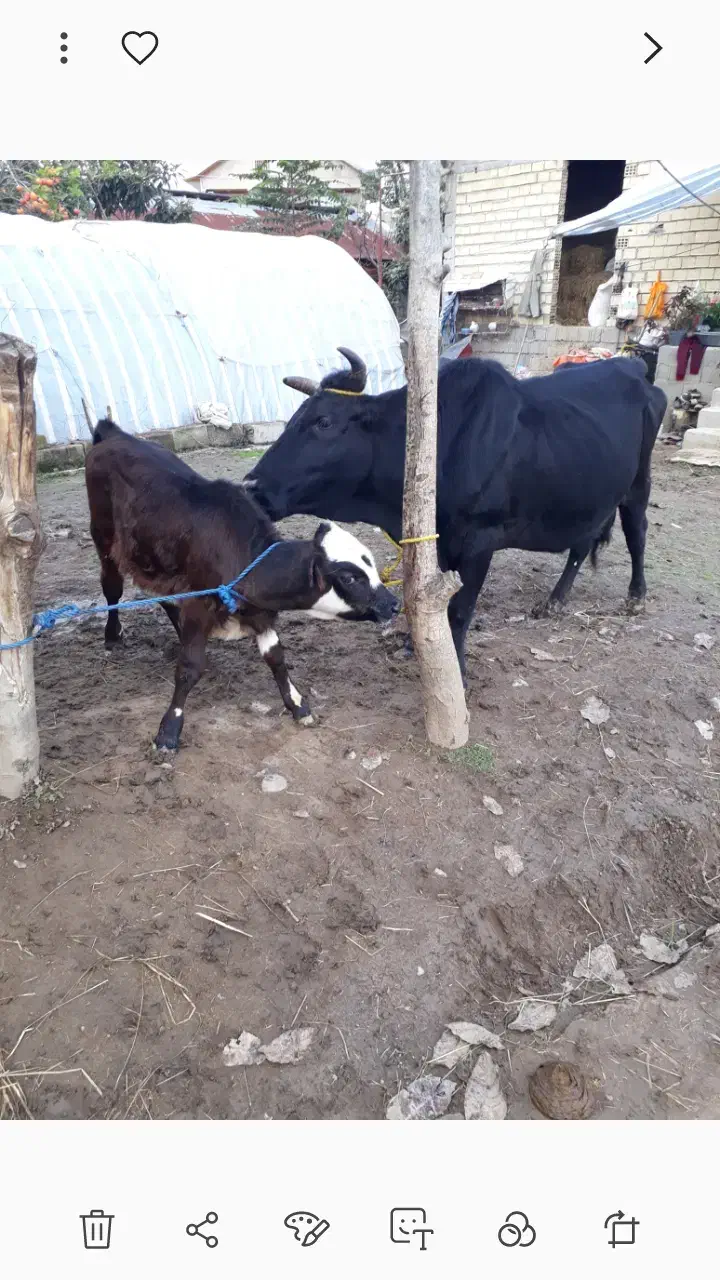 گاو تالشی فقیر با گوساله امپولی سیمنتال نر|حیوانات مزرعه|رشت, یخسازی|دیوار