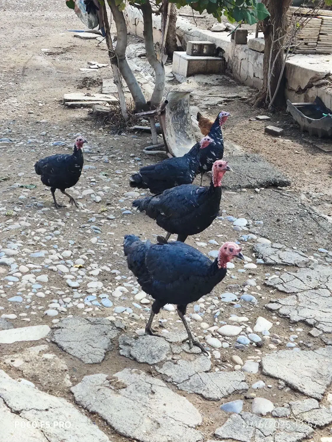 بوقلمون نر و ماده|حیوانات مزرعه|دره شهر, |دیوار