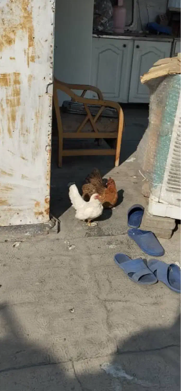 دو عدد مرغ محلی و جاپنیز عروسکی|حیوانات مزرعه|اسلام‌شهر, شهرک مفیدی|دیوار