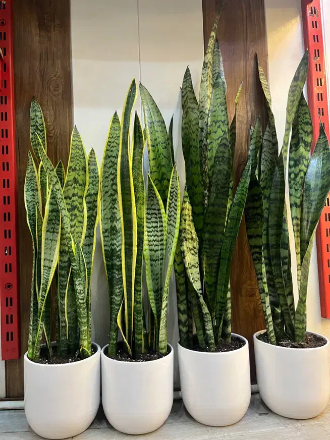 گل آپارتمانی سانسوریا|گل و گیاه طبیعی|کرج, گلشهر|دیوار