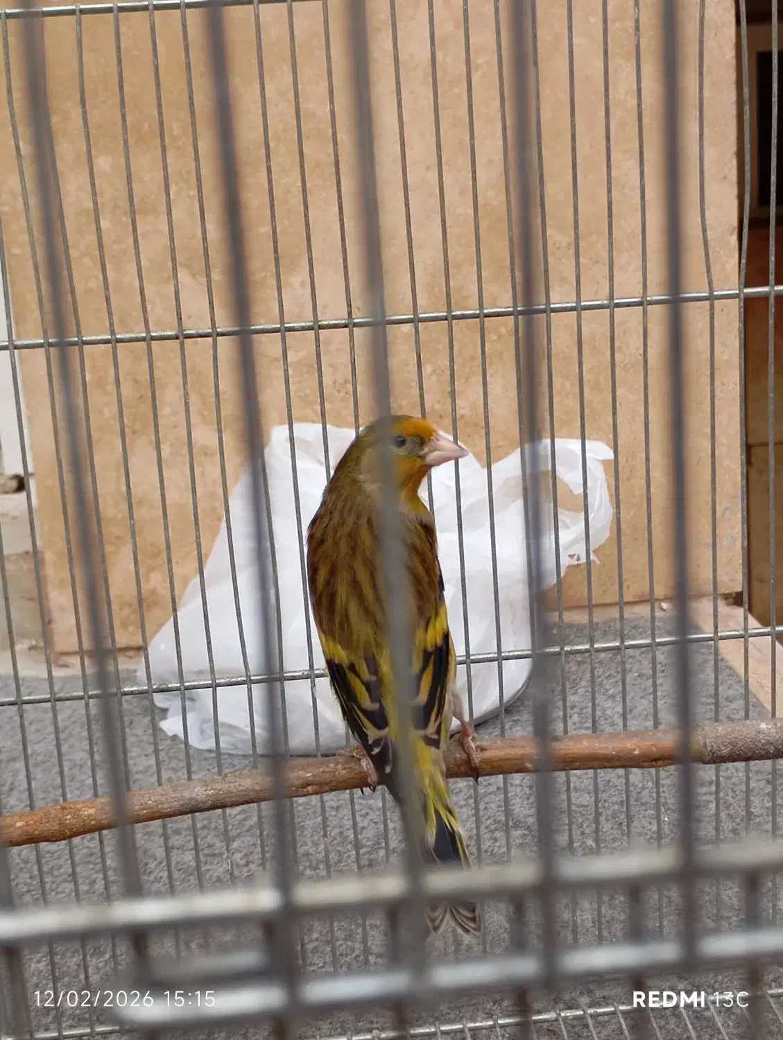 3 عدد سهره|پرنده|شیراز, کوشک میدان|دیوار