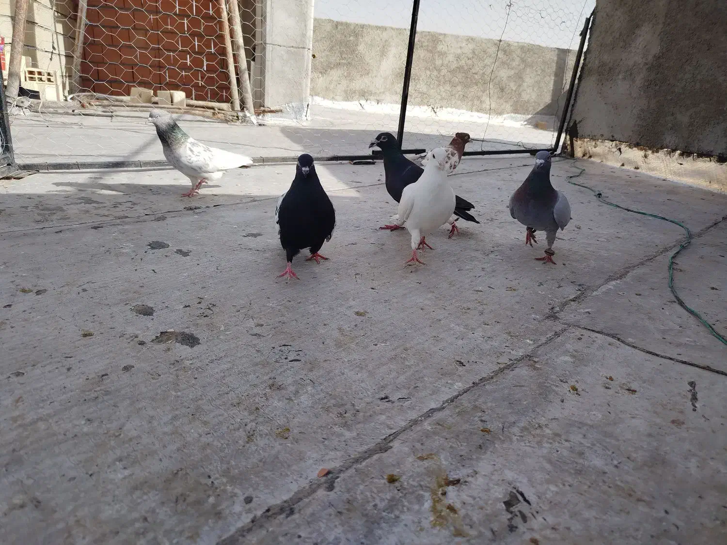 کفتر|پرنده|شیروان (خراسان), |دیوار