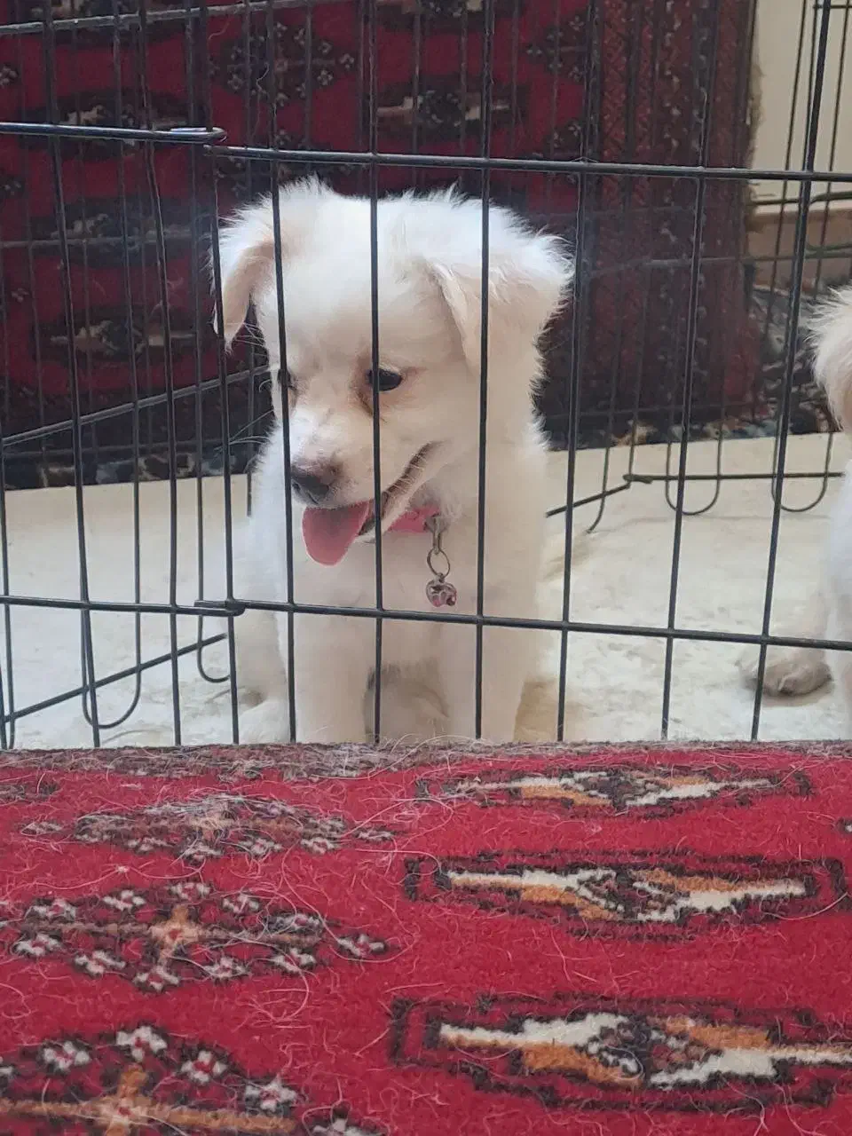 سگ پاپی اشپیتز پامر|سگ|ساوه, |دیوار