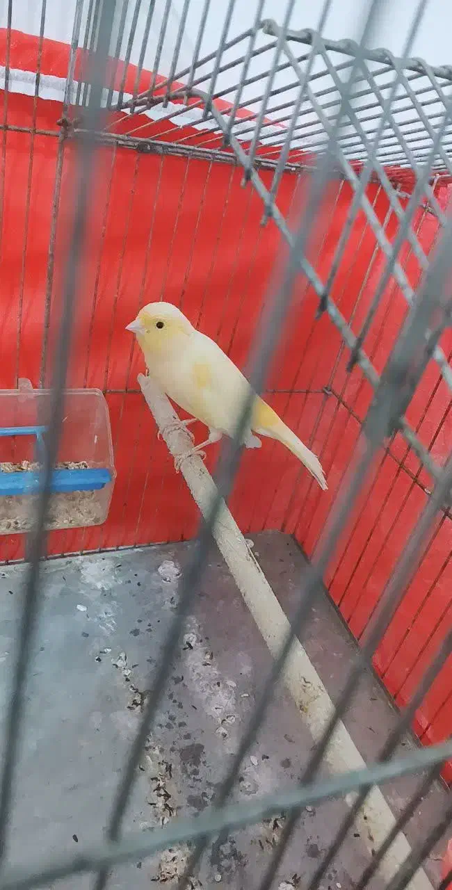 قناری نر سالم|پرنده|بن, |دیوار