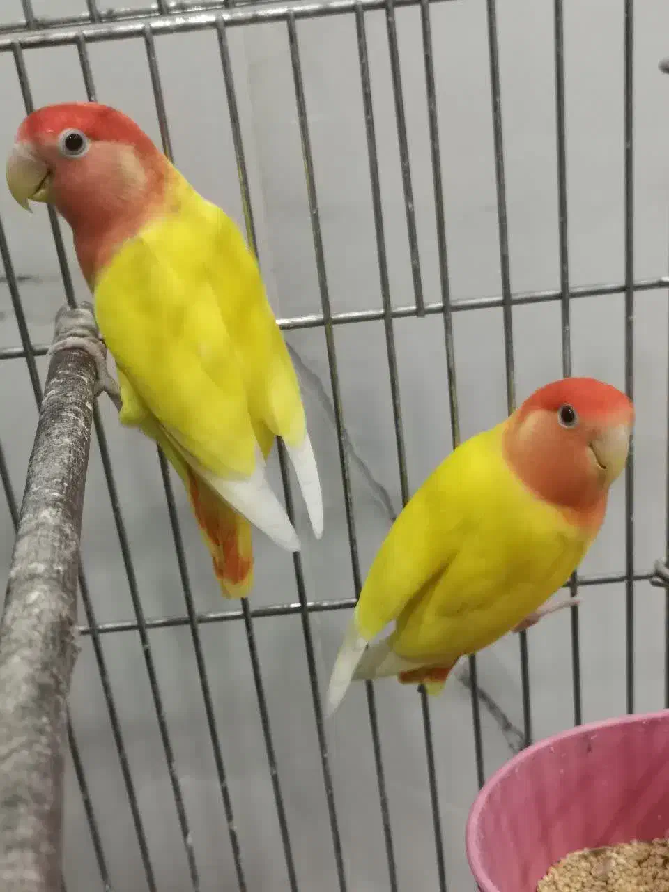 جفت کوتوله اوپال کارداده|پرنده|یزد, |دیوار