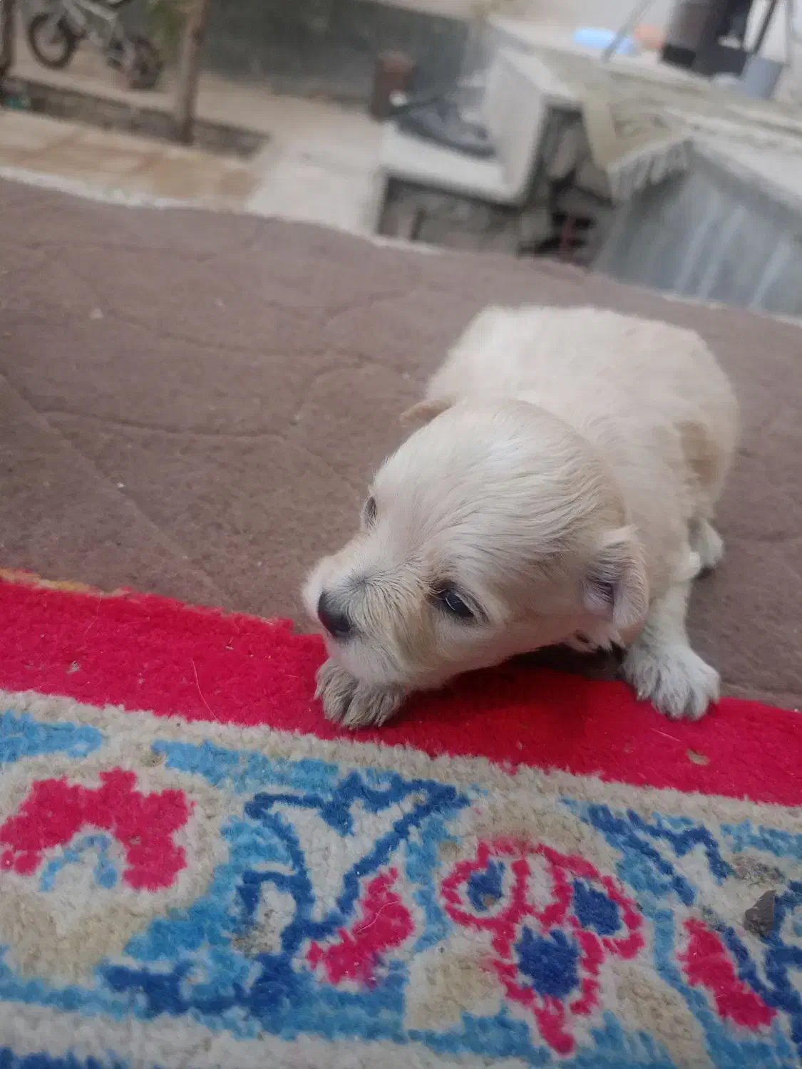 توله پاکوتاه|سگ|تهران, سعادتآباد|دیوار