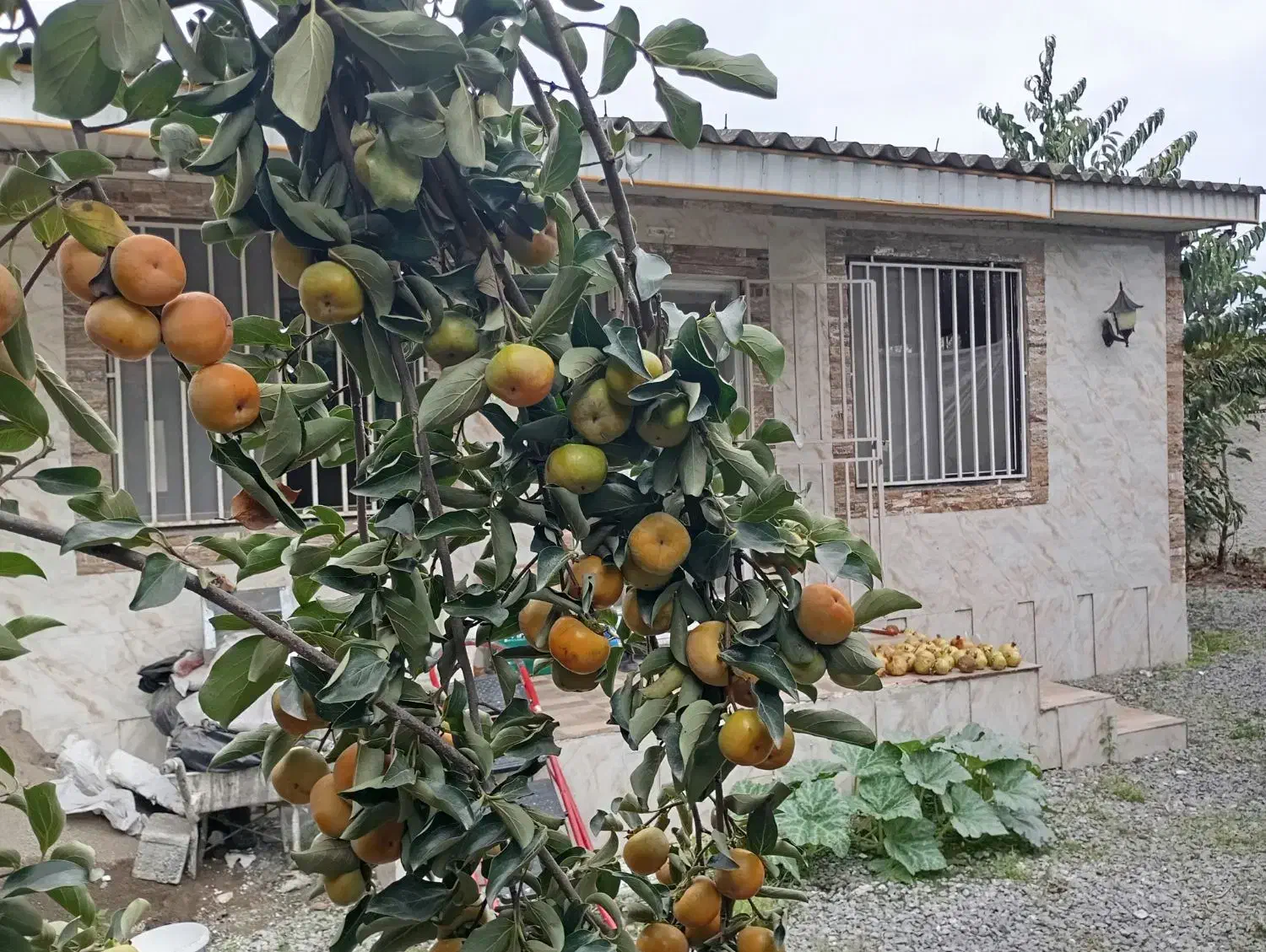 ویلا به قیمت شهر دابودشت|فروش خانه و ویلا|دابودشت, |دیوار