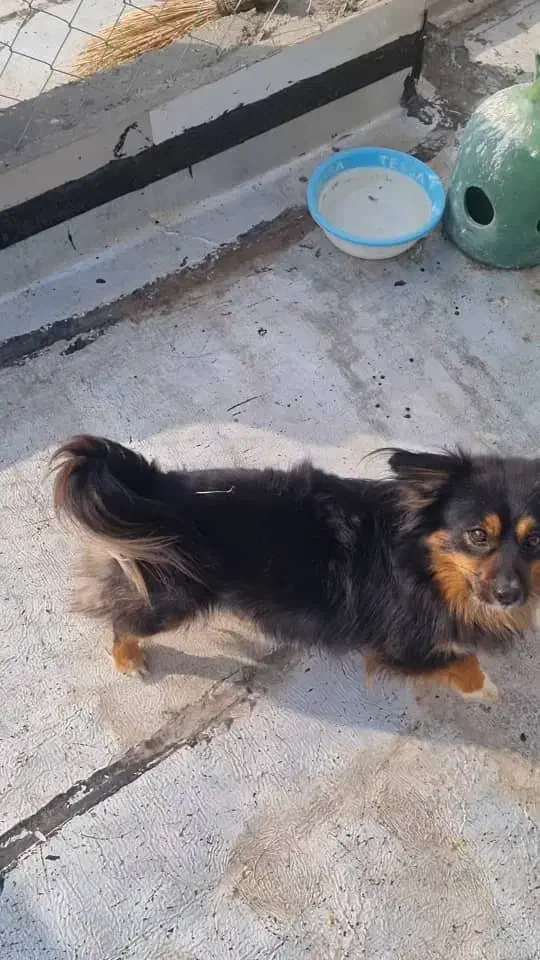 سگ پاکوتاه نر|سگ|خوی, |دیوار