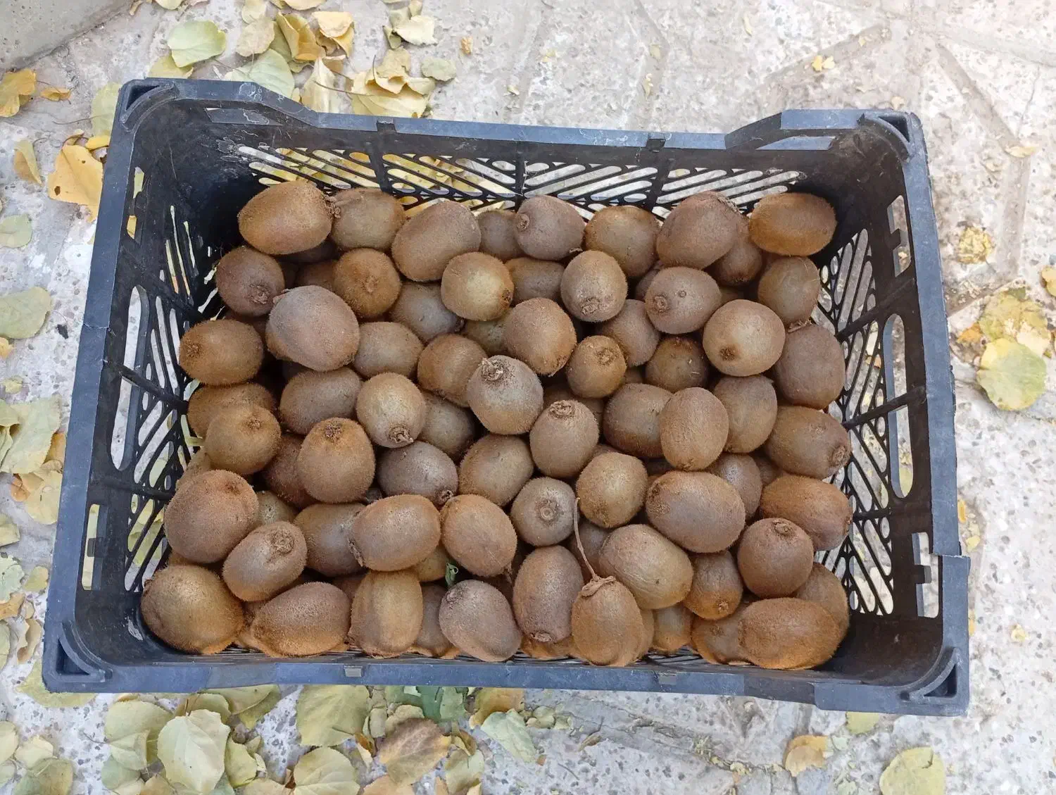 کیوی و پرتغال|خوردنی و آشامیدنی|مشهد, انقلاب|دیوار