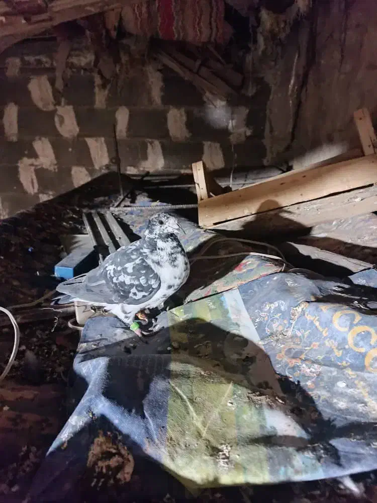 کبوتر رنگی پلاکی|پرنده|داراب, |دیوار