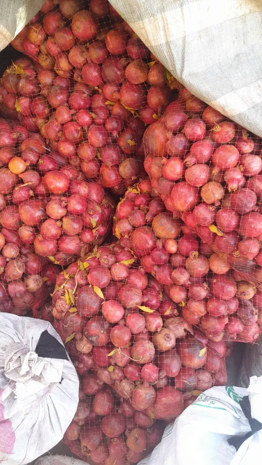 انار توری(2/5تن)|خوردنی و آشامیدنی|کوهنانی, |دیوار