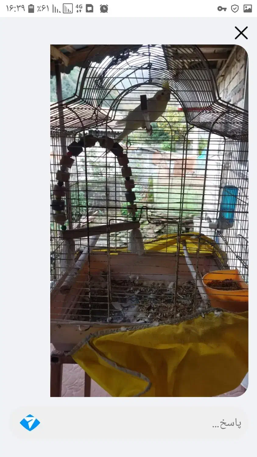 عروس هلندی مرغ عشق|پرنده|لاهیجان, شقایق|دیوار