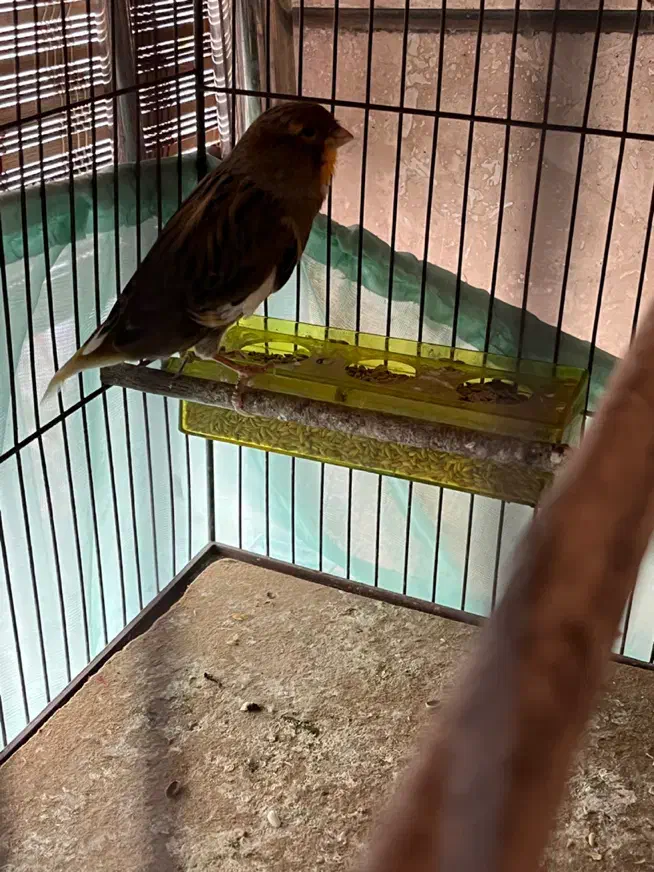 قناری ترک|پرنده|کرج, فاز ۴ مهرشهر|دیوار