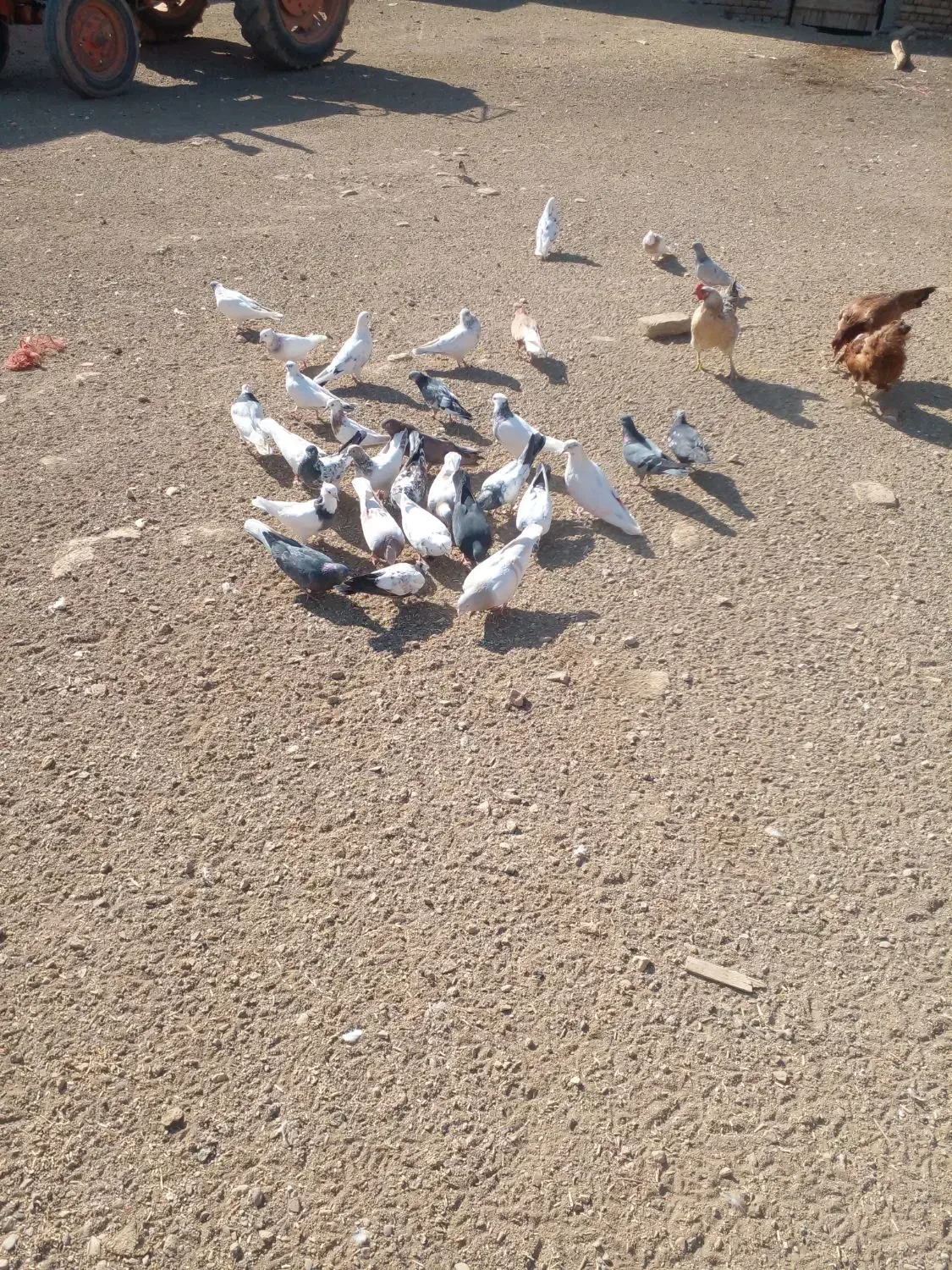 ۵۰ یا۶۰تا‌کفتر‌درجه‌یک‌پرشی‌وبازی‌دار|پرنده|شراء, |دیوار