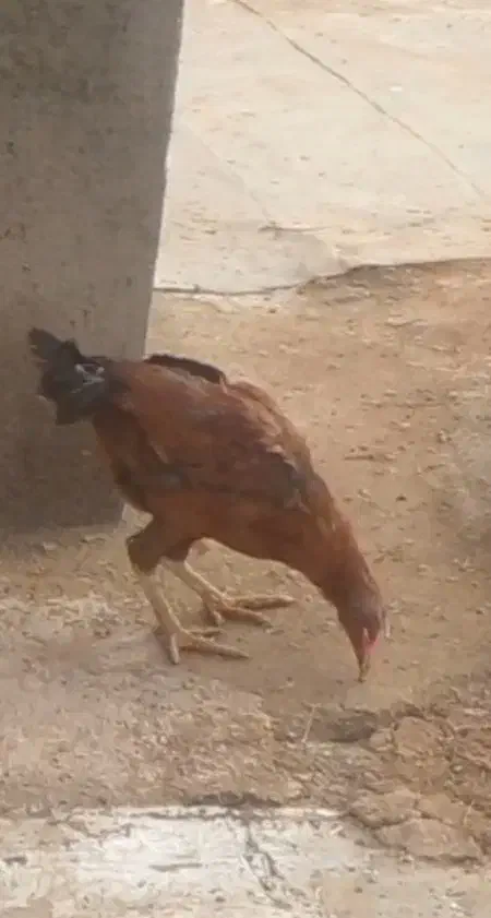 مرغ واروک|حیوانات مزرعه|دهگلان, |دیوار