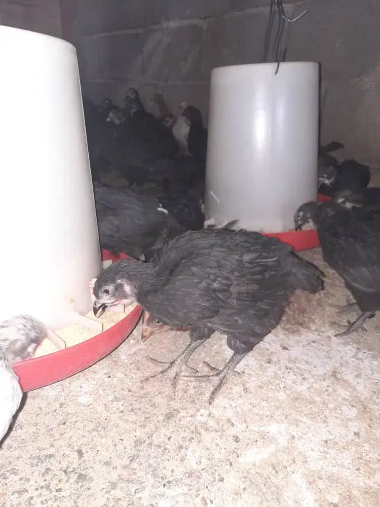 جوجه مرغ بلک|حیوانات مزرعه|دامغان, |دیوار