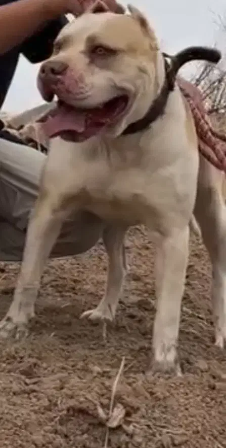 سگ پیتبول|سگ|قیدار, |دیوار