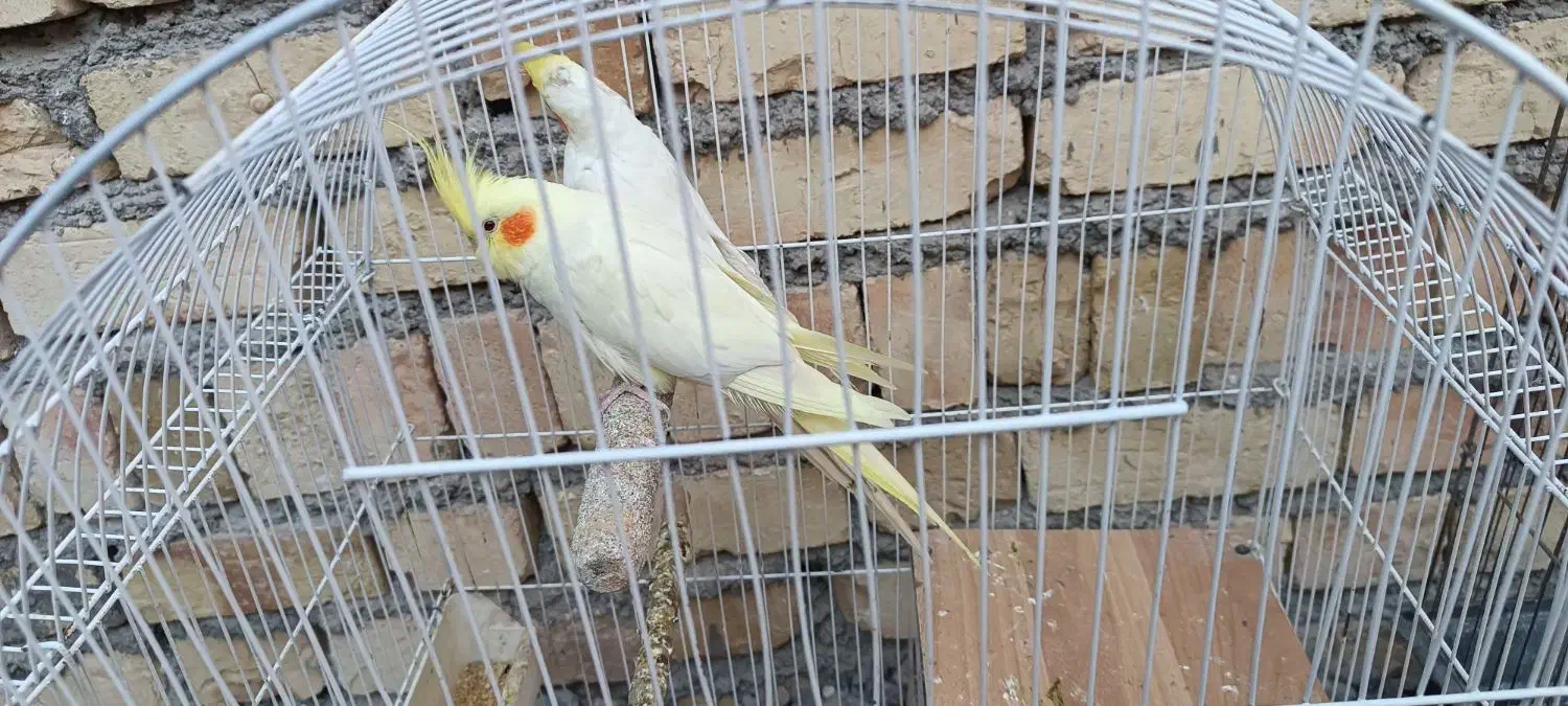 دو جفت عروس هلندی لوتینو|پرنده|میانه, |دیوار